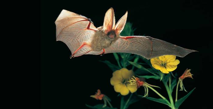 L’orecchione è l’animale dell’anno 2012