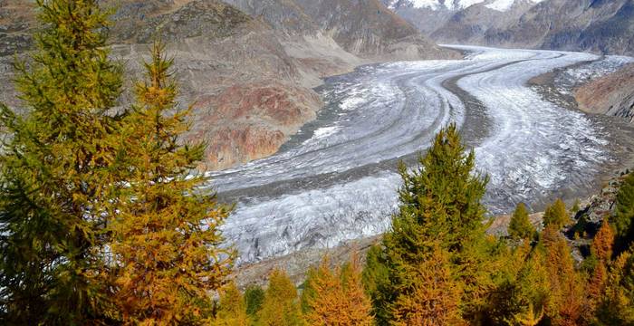 Aletschwald und Aletschgletscher