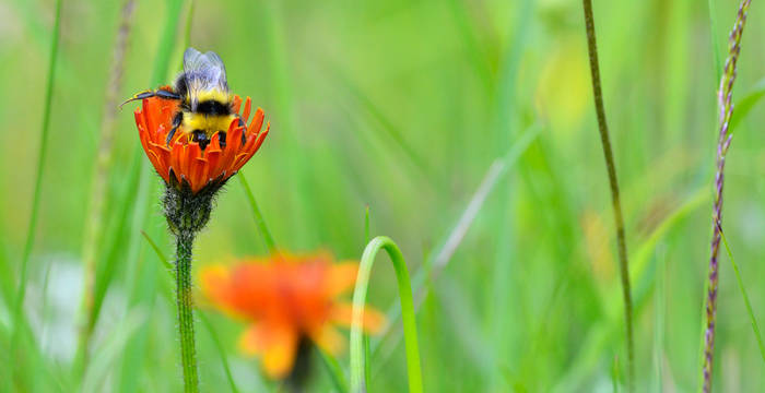 Schweizer Nationalpark