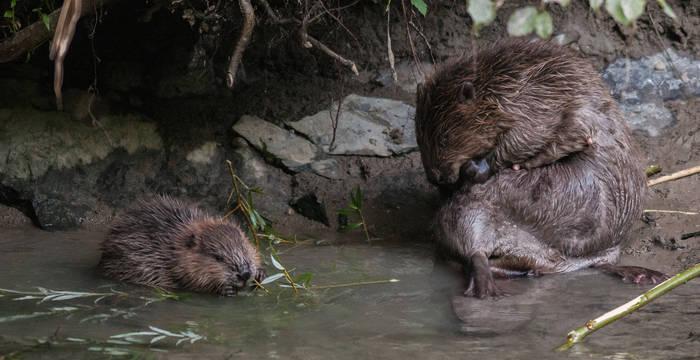 Bereits nach vier Wochen nehmen die Biber neben der Muttermilch. © Christoph Angst auch pflanzliche Nahrung zu sich.