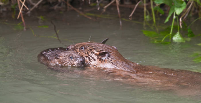 Während erwachsene Biber bis zu einem Meter lang und 15 bis 20 kg schwer werden, beträgt das Geburtsgewicht der Jungen nur 500 g. © Christoph Angst