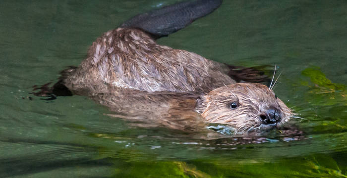 Die im Jungtierfell enthaltene Luft hindert die Biber-Babys am Tauchen: Sie schwimmen wie Korken auf dem Wasser. © Christoph Angst