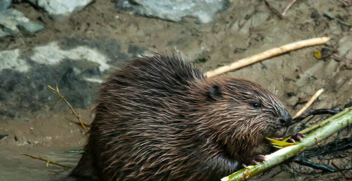 Junge Biber sind unvorsichtig und werden leicht zur Beute, insbesondere von Hunden. © Christoph Angst