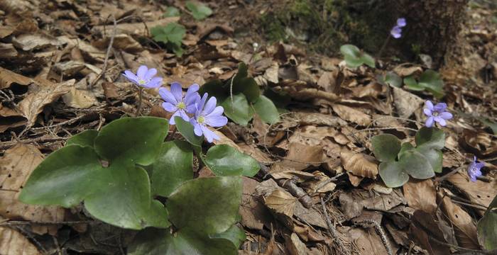 Blühendes Leberblümchen