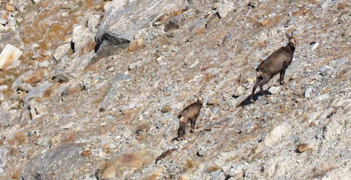 Aufgescheuchte Steingeiss