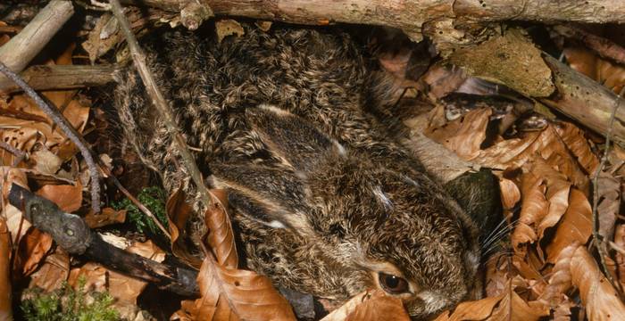 Der Feldhase:  Sein Bestand ist in den letzten 25 Jahren um rund ein Drittel zurückgegangen