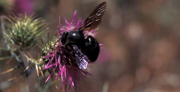 Eine Grosse Holzbiene auf Pollensuche