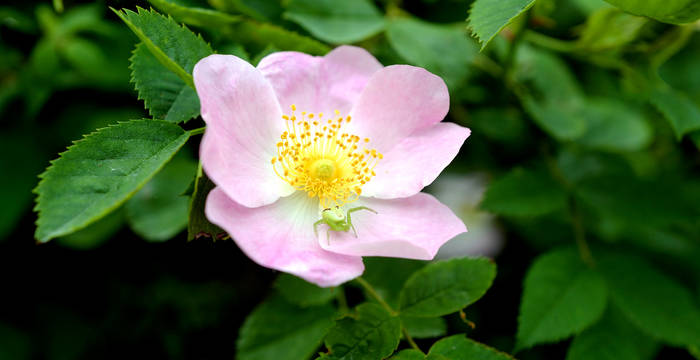 Hundsrose (Rosa canina)