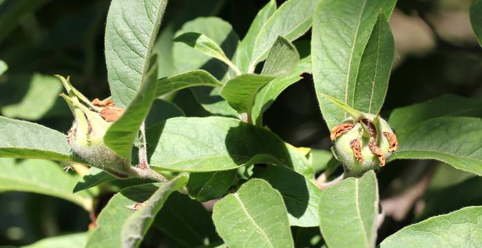 Mispel (Mespilus germanica)