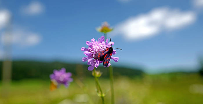 Rothenthurm - Heimat vieler Tiere und Pflanzen