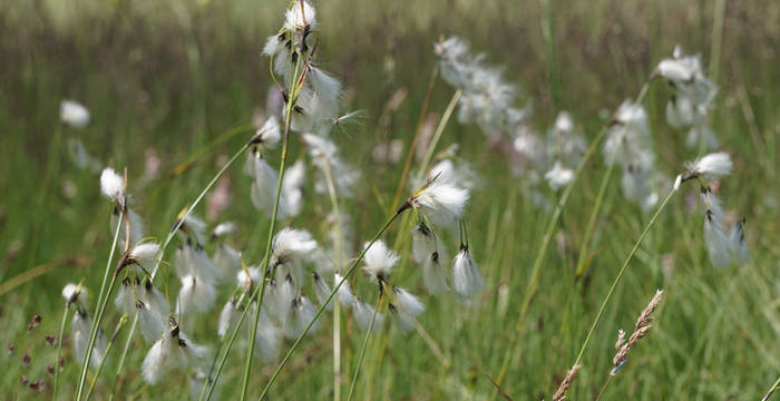 Das Wollgras ist ein untrügliches Zeichen für eine Moorlandschaft