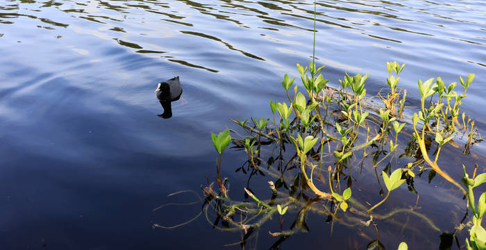 Blässhuhn auf dem Etang
