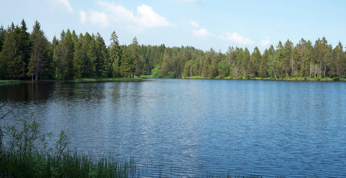 Der Etang im Frühsommerlicht
