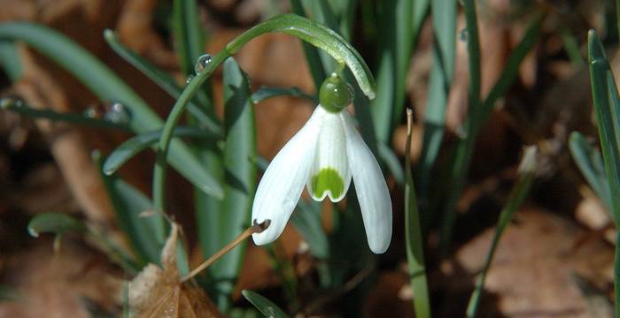 Schneeglöcklein