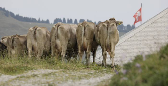 Kuhherde von hinten, daneben eine wehende Schweizer Fahne