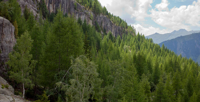 Mitten im Aletschwald