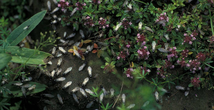 Lasius niger, schwarze Wegameise