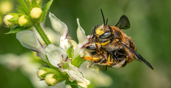 Paarung der Grossen Wollbiene (Anthidium manicatum)