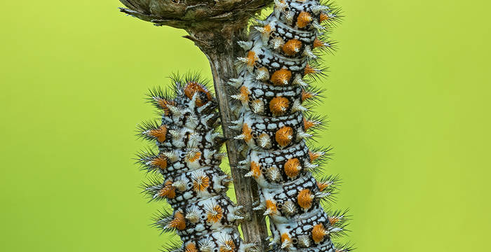 Raupen des Roten Scheckenfalters (Melitaea didyma)