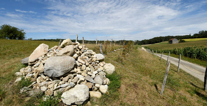 Durch das Pflanzen neuer Hecken aus einheimischen Sträuchern in Kombination mit Stein- und/oder Asthaufen entstehen nicht nur ideale Lebensräume für Hermelin und Eidechse, sondern auch wertvolle Wanderkorridore und Jagdgebiete. Für das Hermelin müssen die Haufen mindestens 3 x 2 x 1 m gross sein!