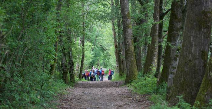Les balades en forêt: un grand classique toujours apprécié.