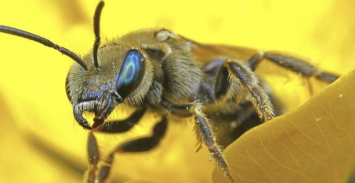 Goldglänzende Furchenbiene