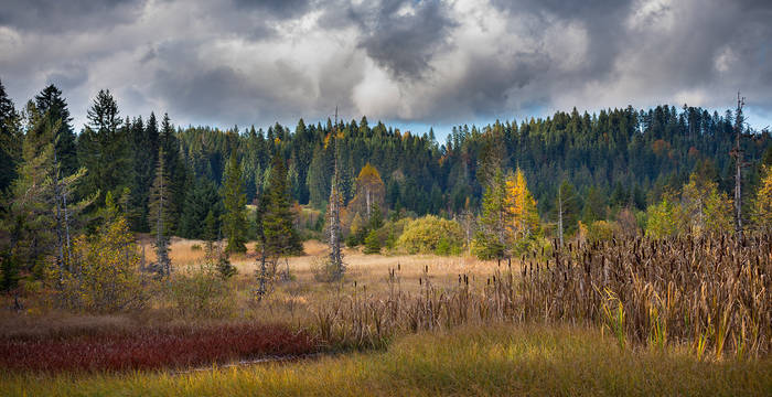 Das Hochmoor La Vraconnaz VD wurde 1911 das erste Schutzgebiet des Schweizerischen Bund für Naturschutz, dem Vorgänger von Pro Natura.