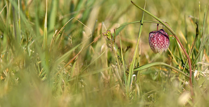 Fritillaire in Les Goudebas
