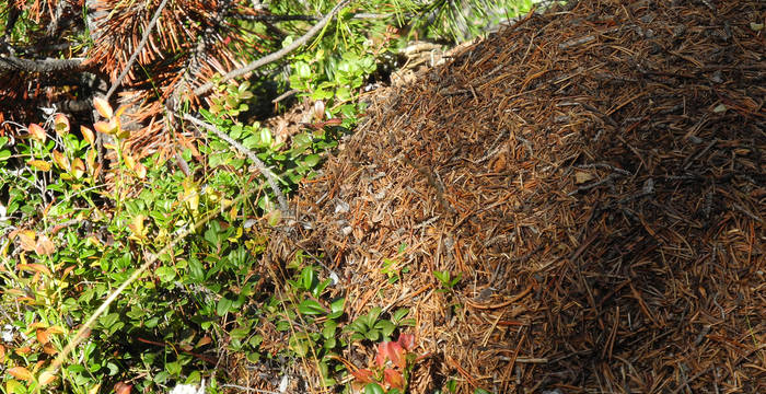 Auch Ameisen gehören zu den Waldbewohnern. Sie bauen ihre Nester gerne mit der Streu von Nadelbäumen.