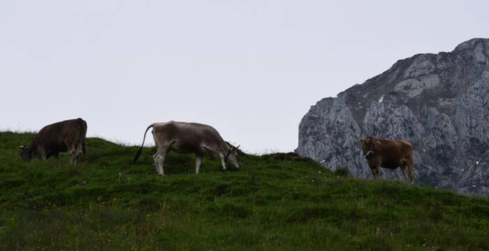 Pfila «Biber, Eule und Co. – Unser Abenteuer im Waldzoo»