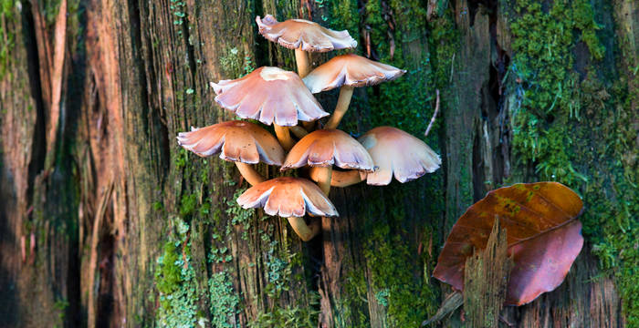 Der Wald ist der wichtigste Lebensraum für Grosspilze (hier der Ziegelroten Schwefelkopf). Zahlreiche sind auf Totholz und alte Bäume angewiesen.