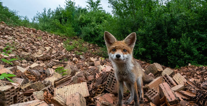 2. Preis «Wilde Ecken»: Roman Willi, 6004 Luzern. Fuchs