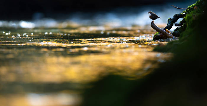 3. Preis «Wilde Wasser»: Samuel Nugues, 1168 Villars-sous-Yens. Gorges de l'Areuse