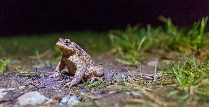 Erdkroete_cr_Matthias Sorg