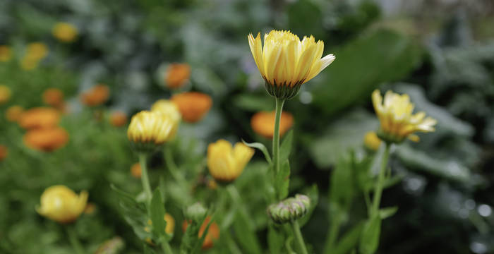 Calendula im Garten @ Matthias Sorg