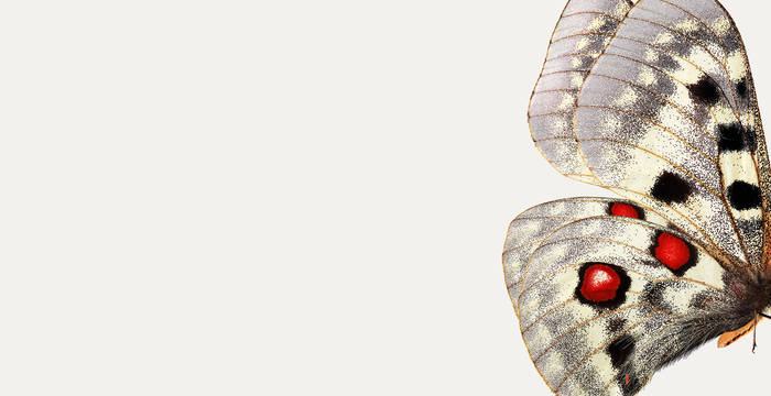 Apollofalter: Wenn wir nichts tun, sehen wir ihn nie wieder.