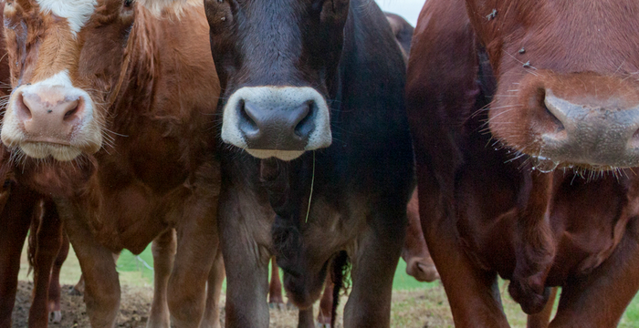Ja zur Massentierhaltungsinitiative