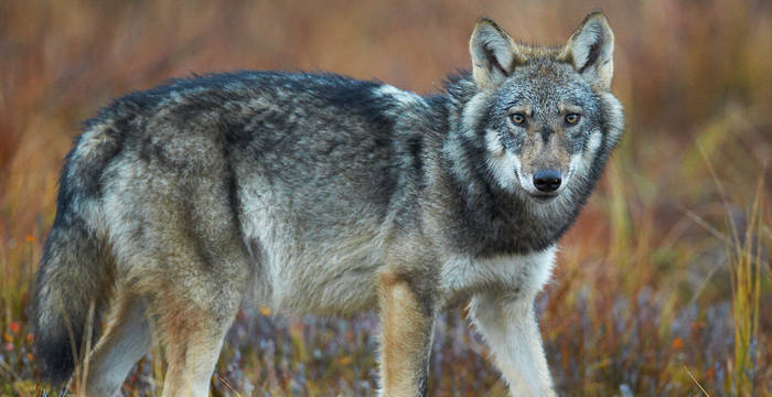 Wolf schaut in Kamera