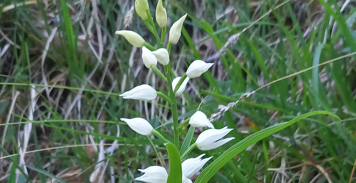 Auch weitere Arten wie die wilde Orchideenart Waldvögelein profitiert von den Aufwertungen.