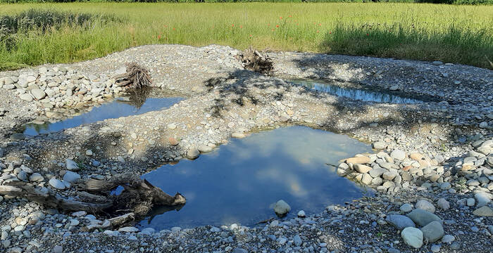 Amphibienweiher in Riehen