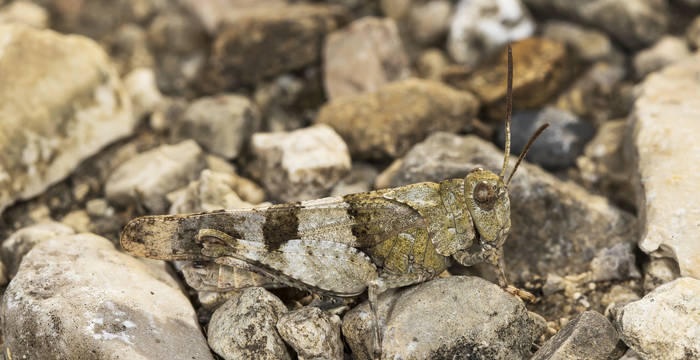 Die Körperfarbe der Blauflügeligen Ödlandschrecke ist von Tier zu Tier unterschiedlich. So passt sich das Insekt an seinen jeweiligen Lebensraum an.