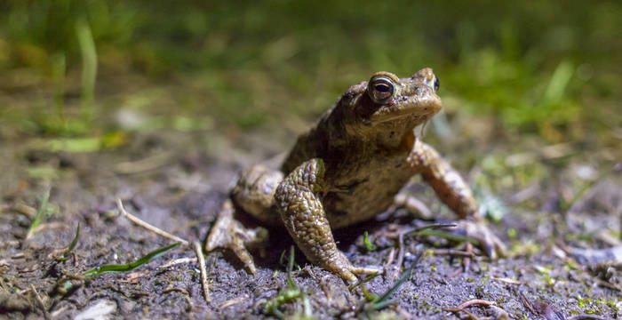 Eine Erdkröte auf dem Weg zu ihrem Laichgewässer. © Matthias Sorg