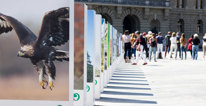 La crisi della biodiversità - un gigantesco effetto domino in Piazza federale