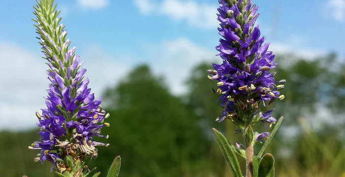 Ähriger Ehrenpreis (Veronica spicata)