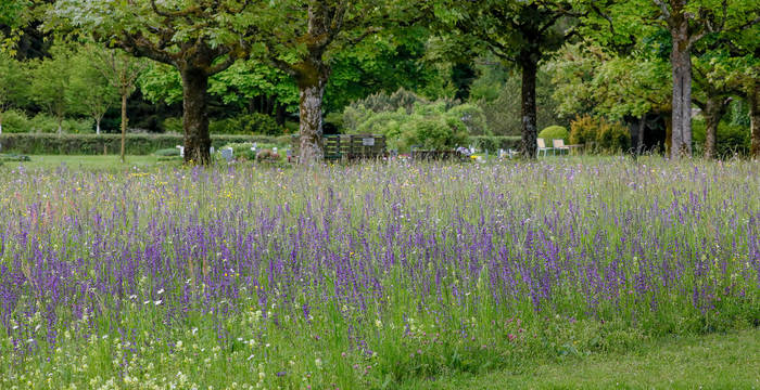 Friedhöfe bieten viel Potential für Blumenwiesen, naturnahe Hecken und diverse Kleinstrukturen. Hier eine neu angelegte Blumenwiese auf dem Bremgartenfriedhof in Bern.
