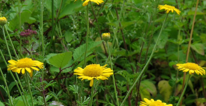 Färber-Hundskamille (Cota tinctoria = Anthemis tinctoria)