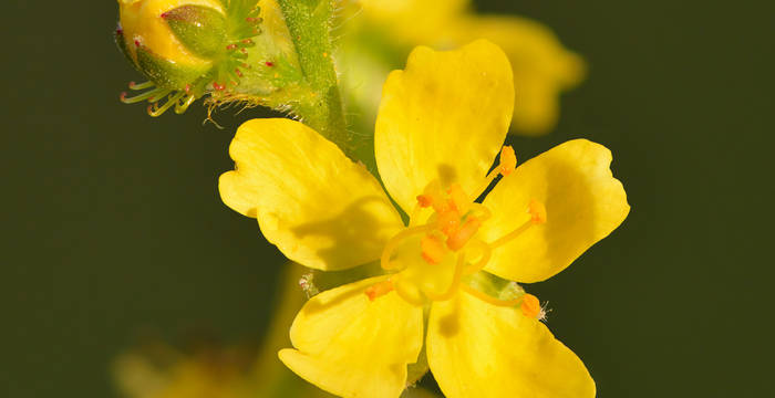 Gemeiner Odermennig (Agrimonia eupatoria)