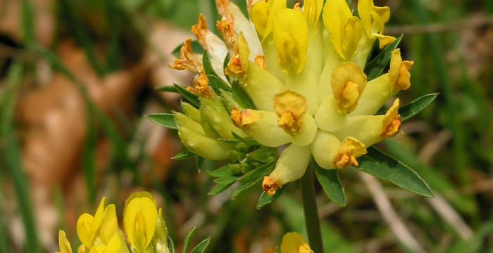 Gewöhnlicher Wundklee (Anthyllis vulneraria)
