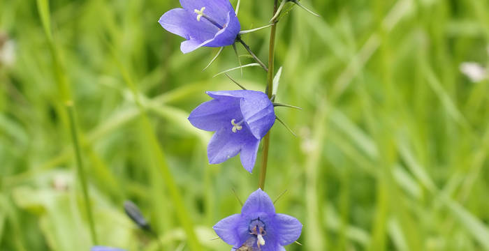 Rundblättrige Glockenblume (Campanula rotundifolia)