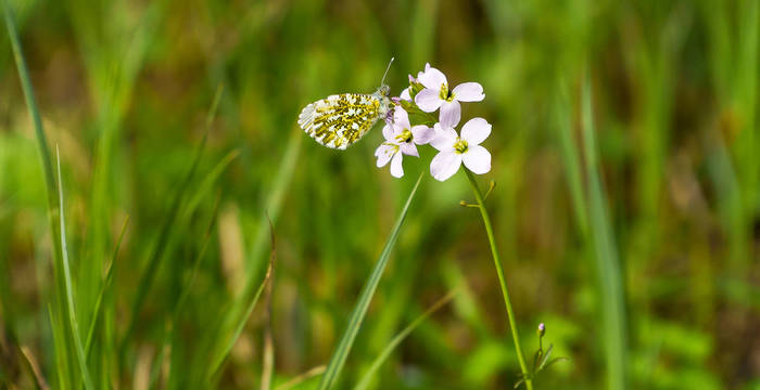 Aurorafalter an einer Blume